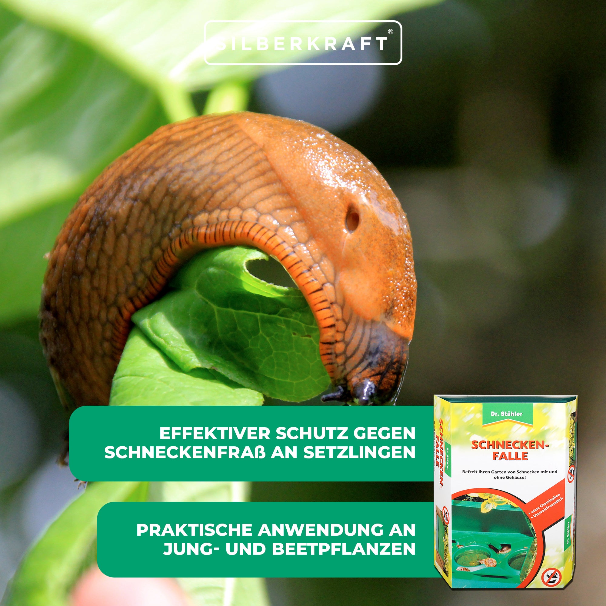 Clevere Schneckenfalle für einen schönen, ungestörten Garten