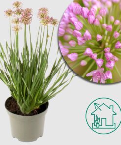 Zierlauch 'Allium Millenium' - Ø19cm - ↕40cm – Blütenpracht im Sommer