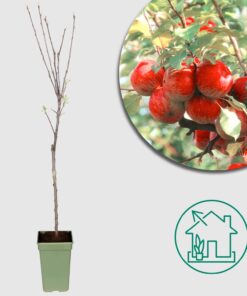 Apfelbaum 'Malurte Domestica Elstar' - Ø19cm - ↕60cm