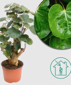 Aralienbaum 'Polyscias Fabian' - Ø12cm - ↕40cm - Exotischer Hingucker für dein Zuhause
