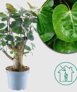 Aralienbaum 'Polyscias Fabian' - ↕45 cm - Ø12cm - Eleganter Blickfang für dein Zuhause