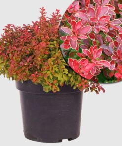 Berberitze 'Admiration'  - kugeliger Wuchs, orange rote Blätter mit gelben Rändern, Höhe ca. 30-40 cm