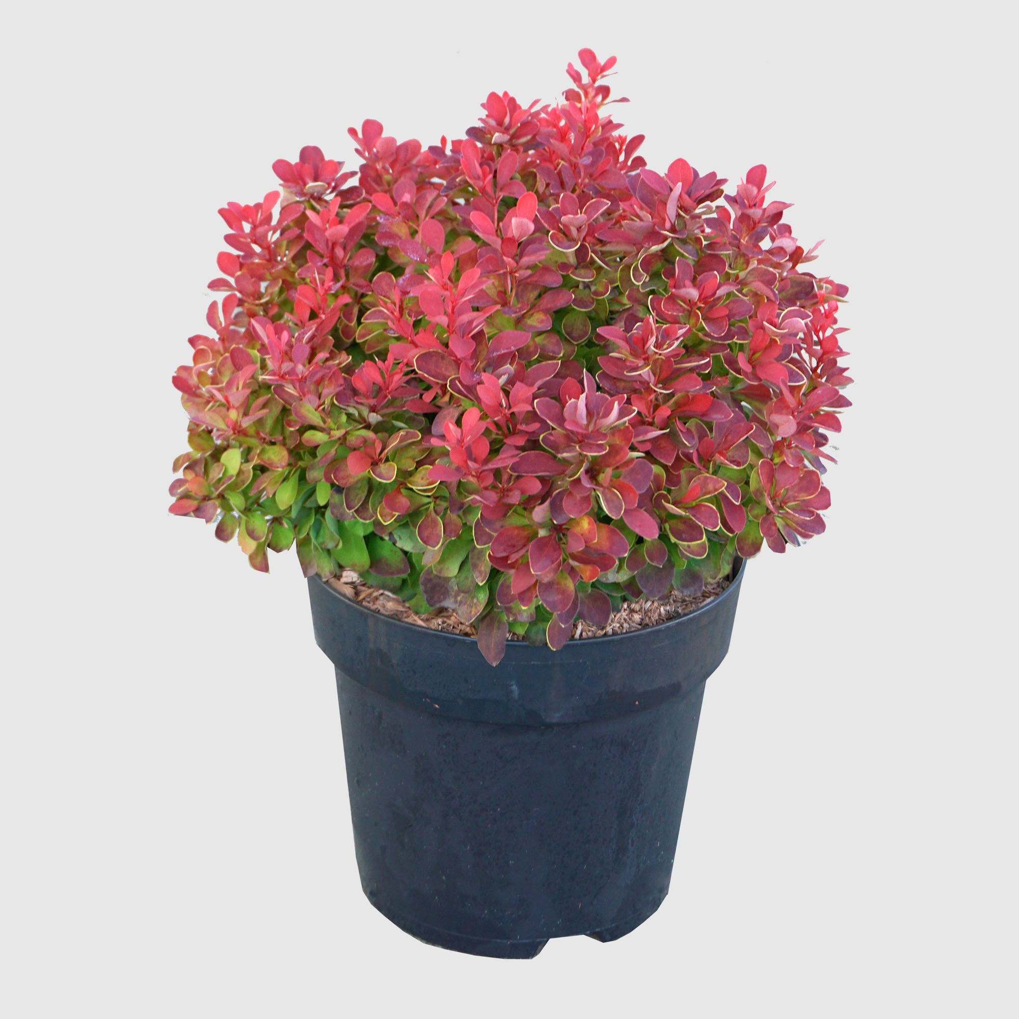 Berberitze 'Ruby Star' - kompakt wachsend, karminrotes Laub mit gelbem Rand, Höhe ca. 30-40 cm