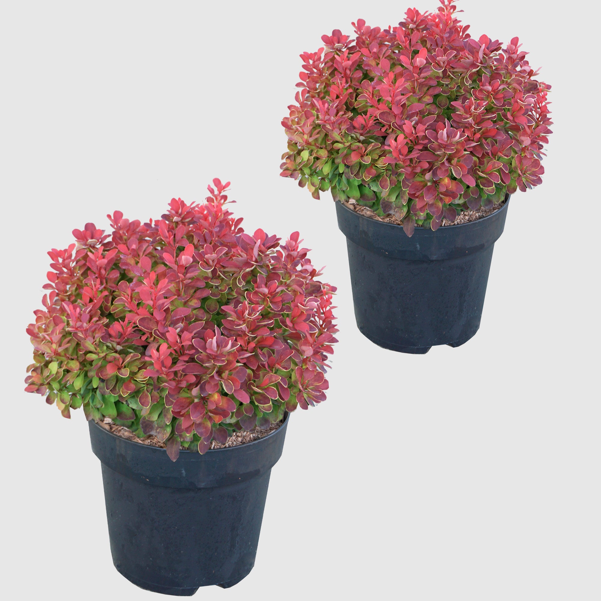 Berberitze 'Ruby Star' - kompakt wachsend, karminrotes Laub mit gelbem Rand, Höhe ca. 30-40 cm