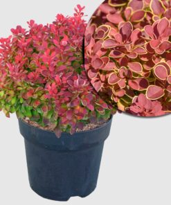 Berberitze 'Ruby Star' - kompakt wachsend, karminrotes Laub mit gelbem Rand, Höhe ca. 30-40 cm