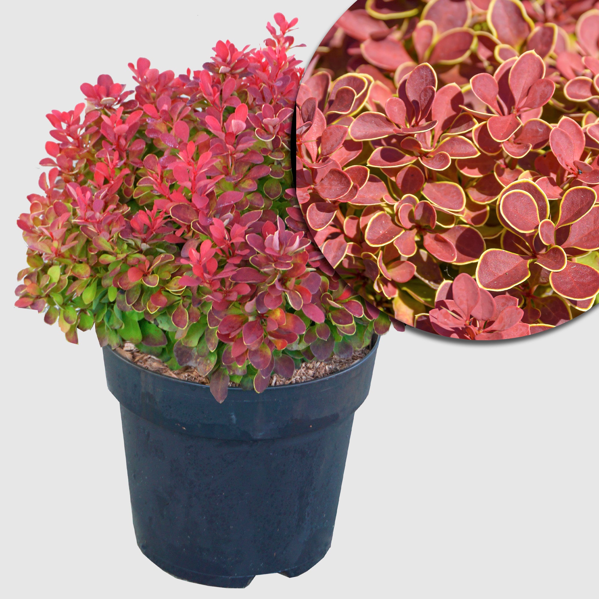 Berberitze 'Ruby Star' - kompakt wachsend, karminrotes Laub mit gelbem Rand, Höhe ca. 30-40 cm