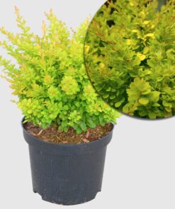 Berberitze 'Sunsation'  - gelblaubig mit breitem Wuchs und gelben Blüten, Höhe ca. 25-30 cm