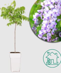 Blauregen 'Wisteria macrostachya - Blue Moon' - Ø15cm - ↕65cm: Üppige, blaue Blütenpracht für Deinen Garten