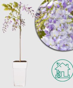 Chinesischer Blauregen mit üppiger Blütenpracht 'Wisteria sinensis - Caroline' –  Ø15cm - ↕65cm