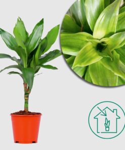 Dracaena Janet Lind "Duftender Drachenbaum" Ø14cm - ↕55cm - Pflegeleicht und dekorativ