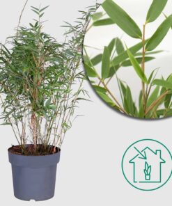 Bambus 'Fargesia rufa' - Ø23 cm - ↕80cm - Immergrüner Sichtschutz für deinen Garten