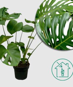 Fensterblatt 'Monstera Deliciosa' - Ø21cm - ↕75cm - Üppiges grünes Blätterwerk für dein Zuhause