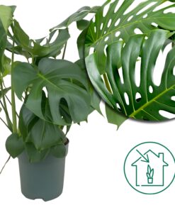 Fensterblatt 'Monstera Deliciosa' - Ø24cm - ↕80cm - Große Zimmerpflanze mit beeindruckendem Blattwerk🌿