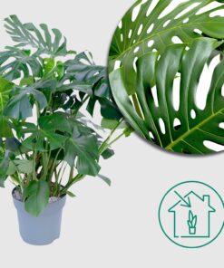 Fensterblatt 'Monstera Deliciosa' - Ø30cm - ↕100cm - Die beeindruckende Zimmerpflanze mit großem Blattwerk