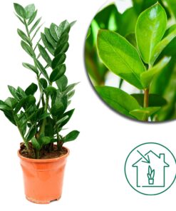 Glücksfeder 'Zamioculcas' - Ø12cm - ↕35cm - Pflegeleichte Zimmerpflanze mit stilvollem Grün