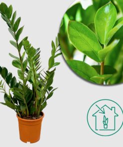 Glücksfeder 'Zamioculcas' - Ø17cm - ↕75cm - Pflegeleichte Zimmerpflanze für jeden Raum
