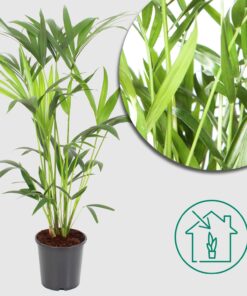 Kentiapalme 'Howea Forsteriana' Ø19cm - ↕80cm - Exotische Palme für dein Zuhause 🌴