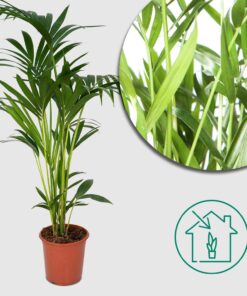 Kentiapalme 'Howea forsteriana' - Ø18cm - ↨100cm -  Exotische Palme für dein Zuhause 🌴