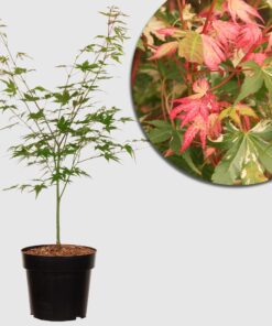 Japanischer Fächerahorn 'Oridono-nishiki' - frischgrüne bis cremeweiße panaschierte Blätter, Höhe ca. 40-60 cm
