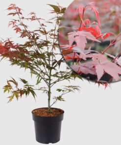 Japanischer Fächerahorn 'Atropurpureum' - mit roten Blättern und leuchtend roter Herbstfärbung, 40-60 cm groß