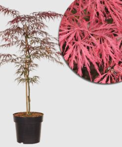 Japanischer Schlitzahorn 'Dissectum Garnet' - dunkelrote fächerartige Blätter, Höhe ca. 40-50 cm