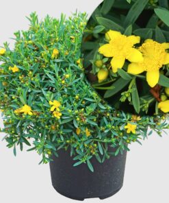 Johanniskraut 'Cobalt-n-Gold'  - niedriger Strauch, silbergrünes Laub, goldgelbe Blüten (Jul-Sep), Höhe ca. 40-50 cm