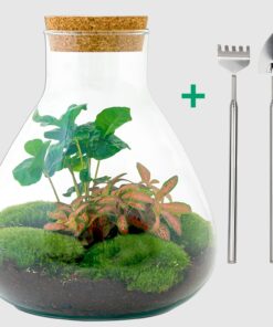 Kaffeestrauch 'Flaschengarten - Sammie Coffea' - ↕26 cm - Rake + Shovel - Der perfekte Flaschengarten für Kaffeeliebhaber