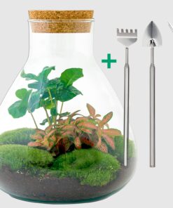 Kaffeestrauch 'Flaschengarten - Sammie Coffea' - ↕ 26 cm - Rake + Shovel + Tweezer