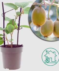 Kiwibeere 'Actinidia Jenny' – Ø15cm - ↕40cm - Selbstfruchtende Kiwi für deinen Garten