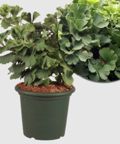 Kugel-Fächerblattbaum Ginkgo 'Mariken' - Zwergbaum, fächerförmige, frischgrüne Blätter, leuchtend goldgelbe Herbstfärbung, Höhe ca. 20-30 cm