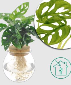 Monstera Adansonii - Ø12cm - ↕25cm - Das trendige Fensterblatt für dein Zuhause