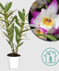 Orchidee 'Dendrobium Nobile Sunny Eyes' - Ø12cm - ↕50cm - Leuchtende Blütenpracht für dein Zuhause