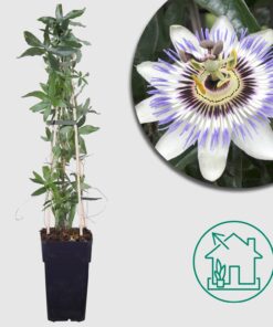 Blaue Passionsblume 'Passiflora caerulea' - Ø15cm - ↕65cm - Wunderschöne, blaue Passionsblume