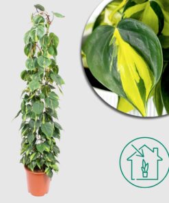 Philodendron Scandens Brasil wire mesh rack - Ø27cm - ↕160cm - Exotische Schönheit im großen Format