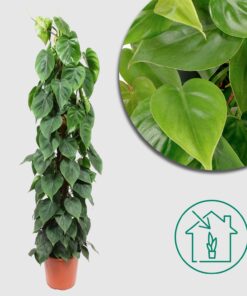 Philodendron Scandens moss stick - Ø27cm - ↕150 cm - Starker Halt für Deine Kletterpflanzen 🌿