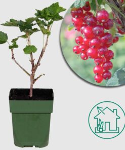 Ribes rubrum 'Jonkheer van Tets' - Ø13cm - ↕45cm - Frühe und ertragreiche Johannisbeere