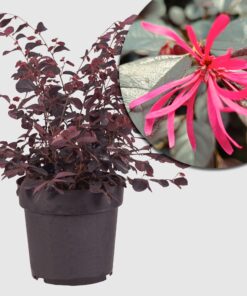 Riemenblüte 'Black Pearl'  - Kleiner Zierstrauch, farbintensiver Frühjahrsblüher mit dunkelrotem Laub und pinken Blüten - Höhe ca. 40-50 cm