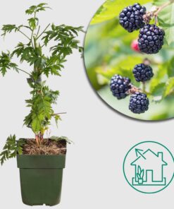 Rubus fruticosus 'Thornless Evergreen' – Ø23cm - ↕110cm - Dornenlose Brombeere für köstliche Früchte