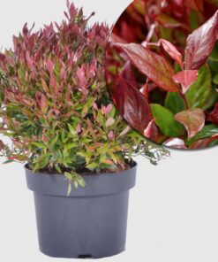 Traubenmyrte 'Little Flames'  - kompakter Wuchs, flammenartiges Laub, weiße Blüten (Mai-Juni), Höhe ca. 30-40 cm