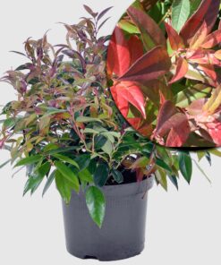 Traubenmyrte 'Scarletta'  - kompakt und immergrün, leuchtend rotes Winterlaub, Höhe ca. 30-40 cm