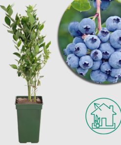 Vaccinium corymbosum 'Reka' - Ø13cm - ↕45cm - Ertragreiche Heidelbeere für deinen Garten