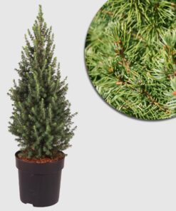 Zwerg-Zuckerhutfichte 'Conica Perfecta'  - pyramidaler, dichter Wuchs, dunkelgrüne Benadelung, Höhe ca. 50-60 cm