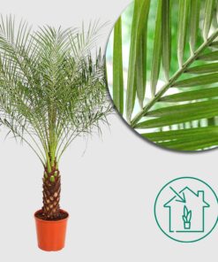 Zwergdattelpalme 'Phoenix Roebelenii' - Ø27cm - ↕150 cm - Tropische Palme für Dein Zuhause 🌴