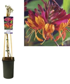 Geißblatt/Geißschlinge 'Lonicera Heckrottii - Goldflame' + light Label - Ø17cm - ↕75cm