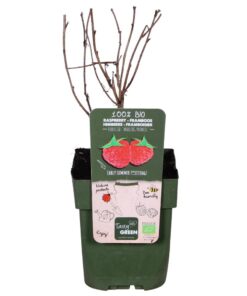 Rubus idaeus 'Malling Promise' - Frühe und ertragreiche Himbeere - Ø13cm - ↕45cm