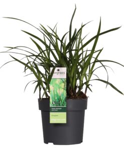 Japansegge 'Carex morrowii Irish Green' - Ø14cm - ↕30cm - Elegantes, immergrünes Ziergras